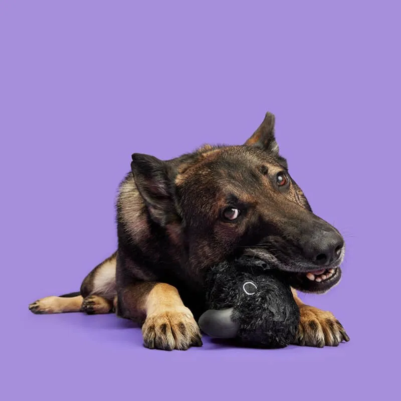 BARK Super Chewer Throwth The Raven